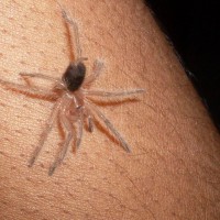 Grammostola alticeps