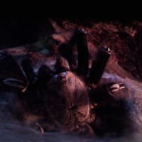 MF E. Murinus