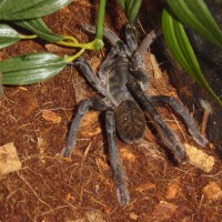 Haplopelma sp. "Vietnam"