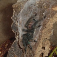 Psalmopoeus irminia