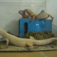 leopard geckos