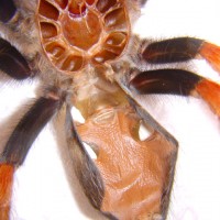 B.Boehmei, Female or Male, i bet Female