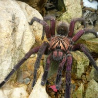 Please help me ID this tarantula