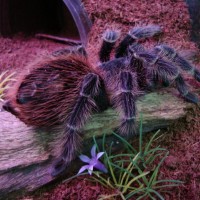 lasiodora klugi female