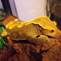 crested gecko male Harley