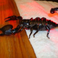 first scorpion