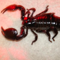 first scorpion