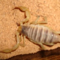 egyptian hairy scorpion