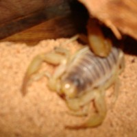 egyptian hairy scorpion