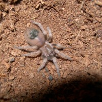 b.smithi  red knee  sling