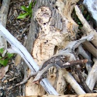 Hunting driftwood