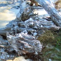 Hunting driftwood