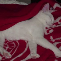 Lazy Lily Kitten