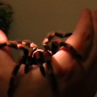 Rosie B smithi