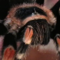 Rosie B smithi beauty shots