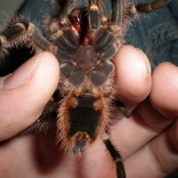 Grammostola pulchripes