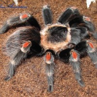 Brachypelma auratum