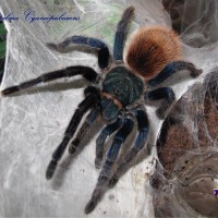 Chromatopelma cyaneopubescens