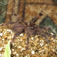 P. ornata, Male of Female?