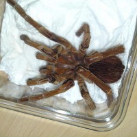 mystery spider pic #2