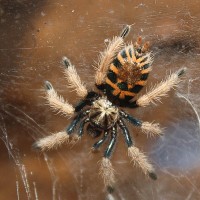 C. cyaneopubescens pre-molt