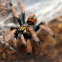 C. cyaneopubescens post-molt