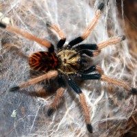 C. cyaneopubescens post-molt