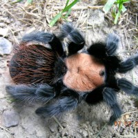 Brachypelma albiceps