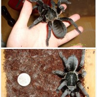 Haplopelma minax