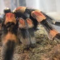 MM B. smithi (7/20/09)