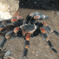 MM B. smithi (7/20/09)