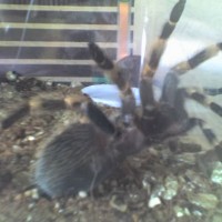 my b.smithi "drutt"