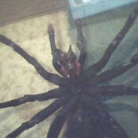my peruvian spider