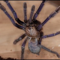 lampropelma blue