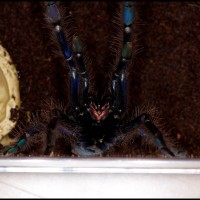 lampropelma blue