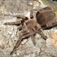 caropoensis...?