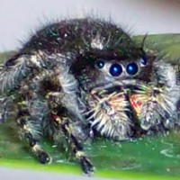 Phidippus Audax Female