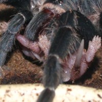 Lasiodora Klugi Feeding