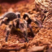 Female B. smithi - Jazz