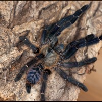 Cyriopagopus SP "sumatran tiger"