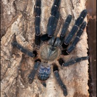 Cyriopagopus SP "sumatran tiger"