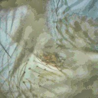 Avicularia Fasciculata