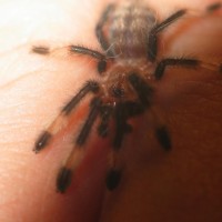 Nike (P. irminia)