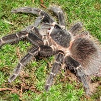 Lasiodora parahybana female ~6