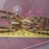 P ornata