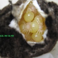 eggs with legs. megaphobema velvetosoma