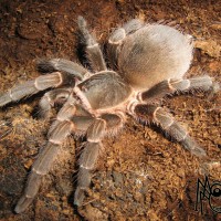 Acanthoscurria insubtilis