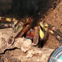 P ornata close up