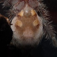 B. albopilosum Male or Female?