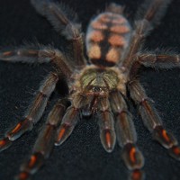 p. irminia